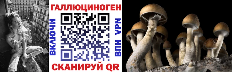 дарк нет как зайти  Чапаевск  Псилоцибиновые грибы Psilocybine cubensis 